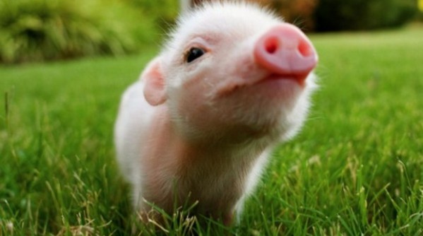 Cute-Baby-Pig-picture
