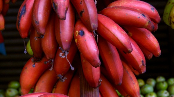 Red-is-the-New-Yellow-Red-Bananas
