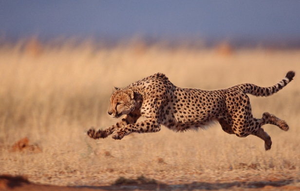 http://vilagszam.hu/cikkek/kihalas-fenyegeti-a-vadon-elo-gepardokat--sok-kart-okoz-az-illegalis-vadkereskedelem.html/7767