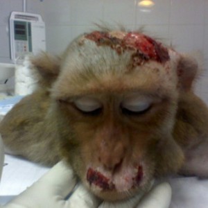 animal-experimentation-monkey-vivisection-torture