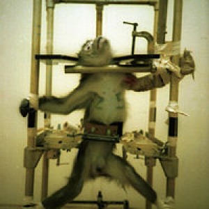 animal-experimentation-silver-spring-monkey-restraint