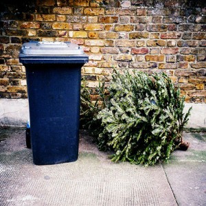 christmas-tree-recycling-trash-FL-560x400
