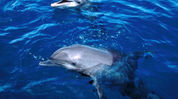 cute_dolphin_pictures_1