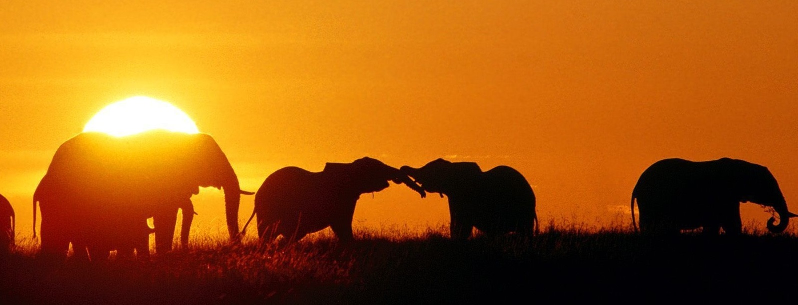 tumblr_static_african_elephants_masaai_mara_kenya_africa_besk__rd