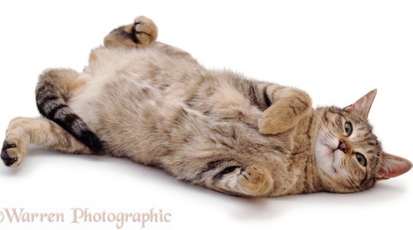 Oestrus female tabby cat, Dainty, rolling after mating