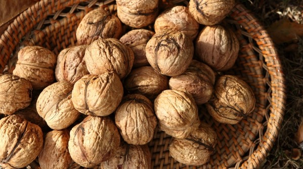 Sally-Ball-walnut