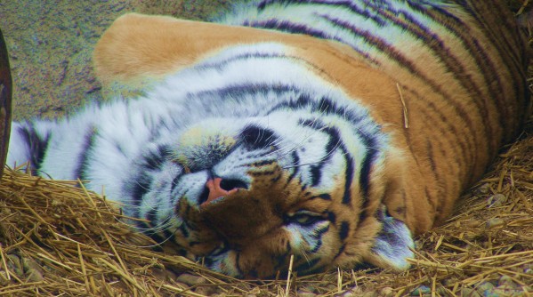 alvó tigris