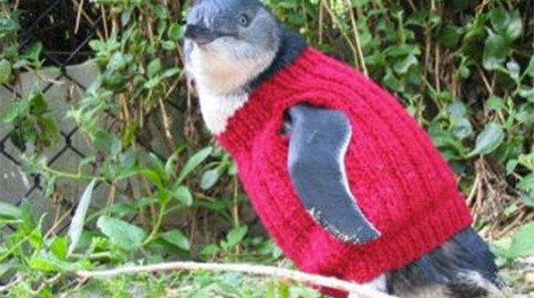 little_penguin_sweater.jpg.662x0_q100_crop-scale