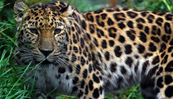 amur-leopard-5