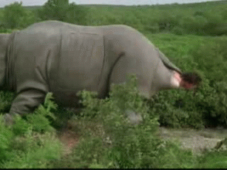 rhino-birth-o