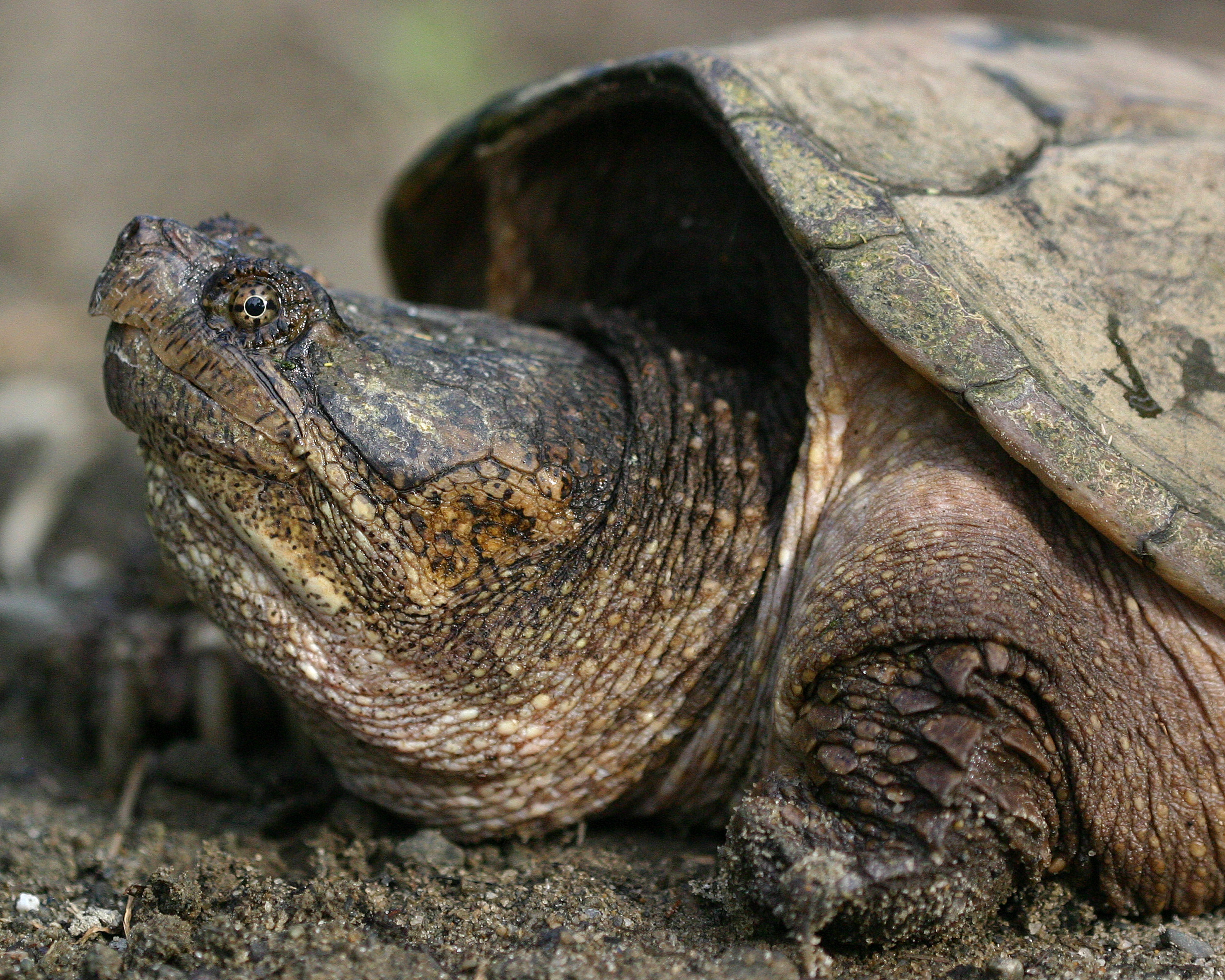 4-2-10-snapping-turtle-img_03582