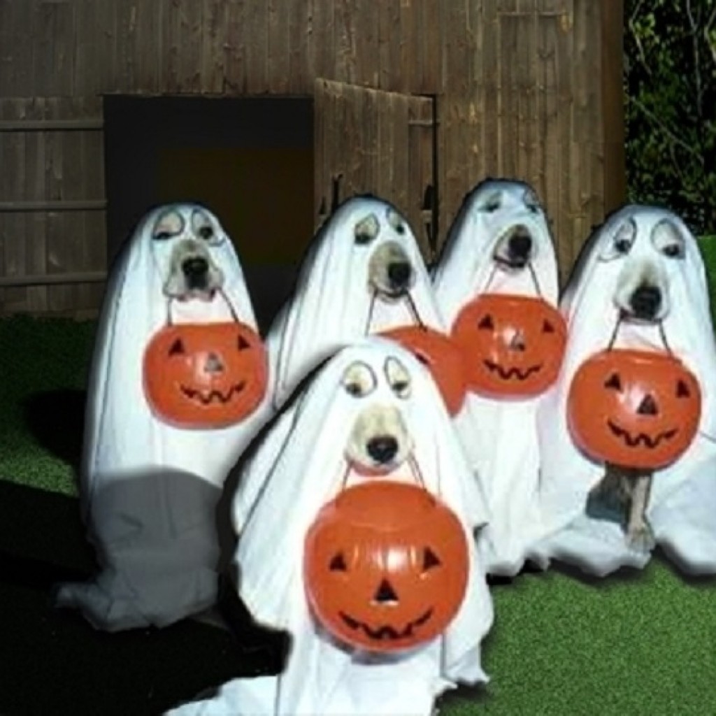 DogGhostHalloween-Costumes-For-Dog