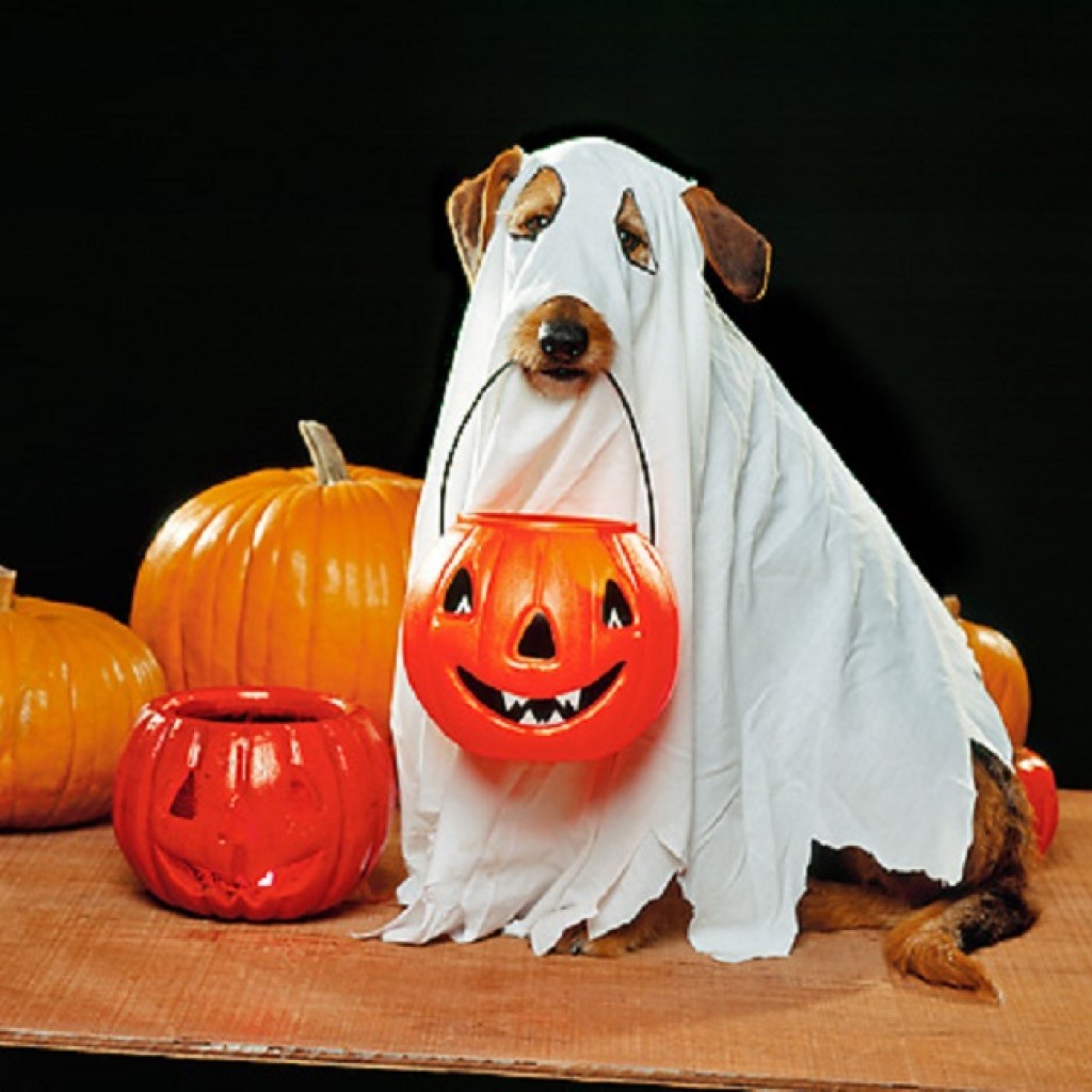 Ghost-Halloween-costume-for-dogs