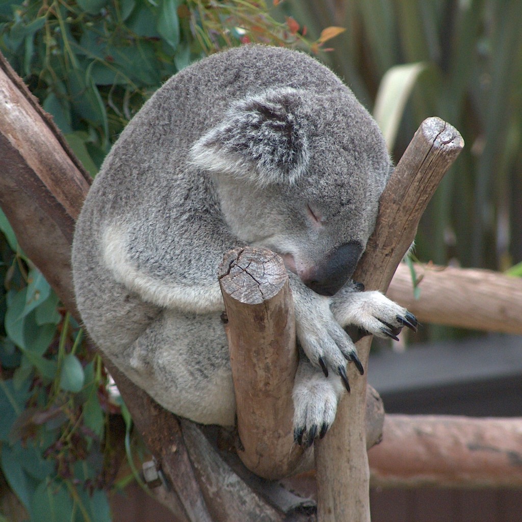 Koala02