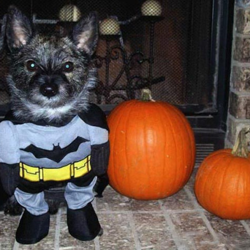 Puppy-Batman-Halloween-Costume
