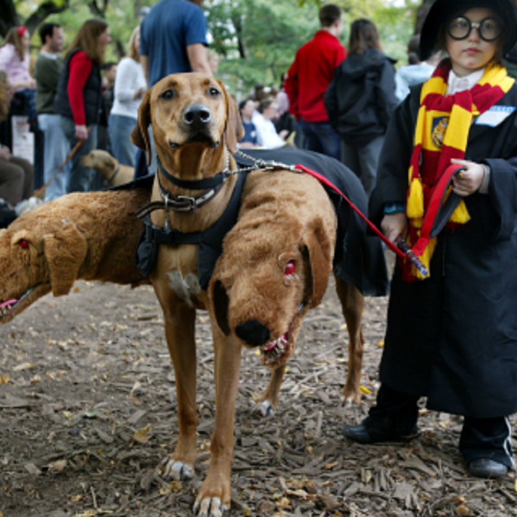 harry-potter-dog-costume