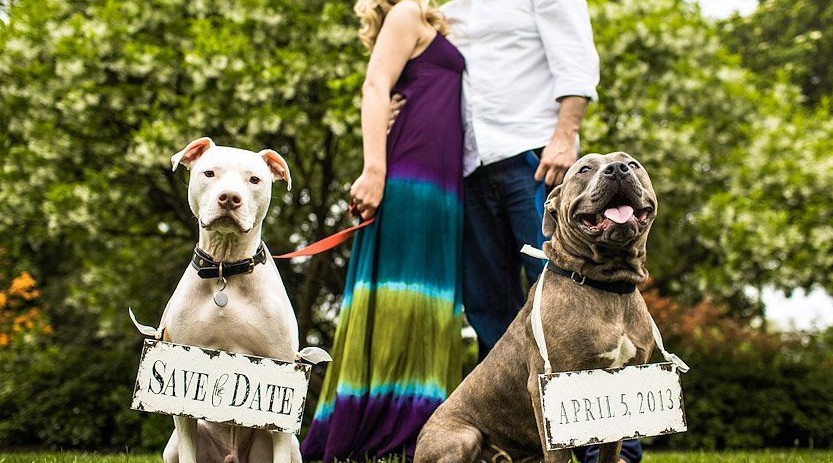 dapper-wedding-accessories-for-your-dog-save-the-date-signs.full