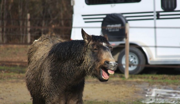 Laughing_donkey