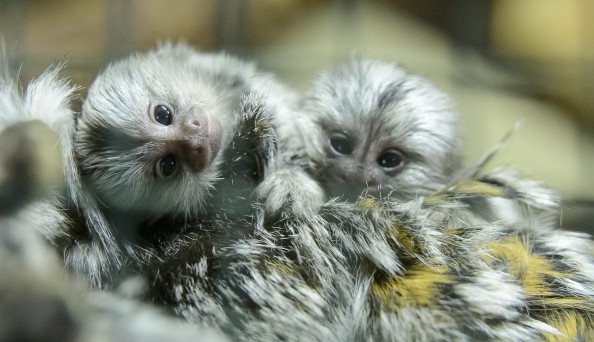 Fehérpamacsos selyemmajmok születtek a Gyöngyösi Állatkertb