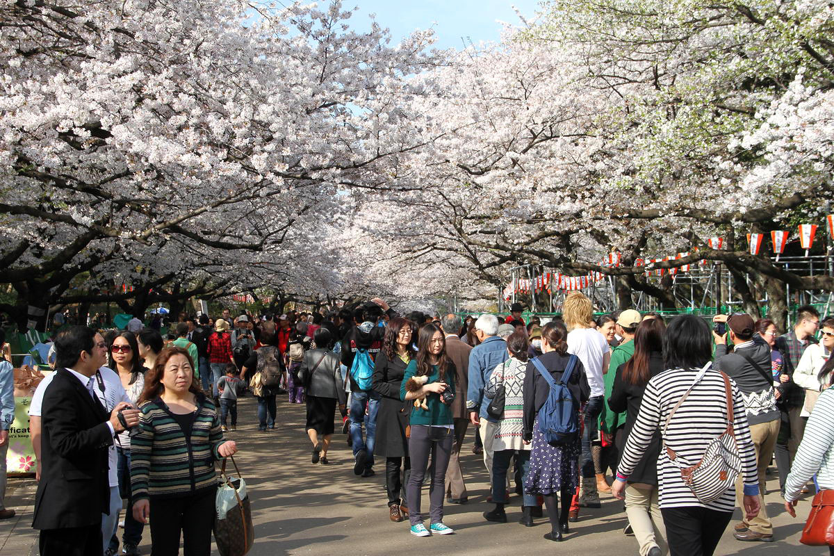 Japán: Így ünneplik a cseresznyefák virágzását