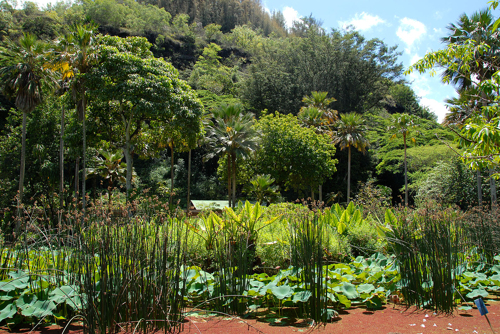 Vujity Tvrtko Mauin kalandozott