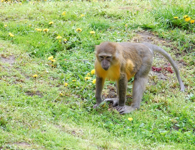 Cuki mangábékban mi vagyunk a legsikeresebbek