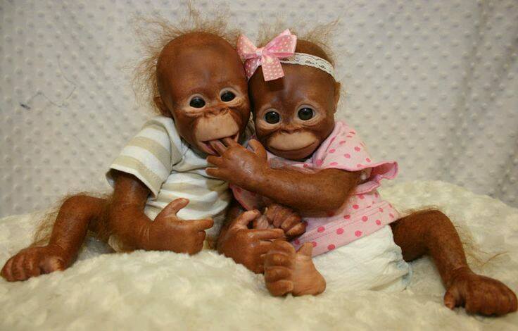 Napi cuki: bébimajmok a köbön