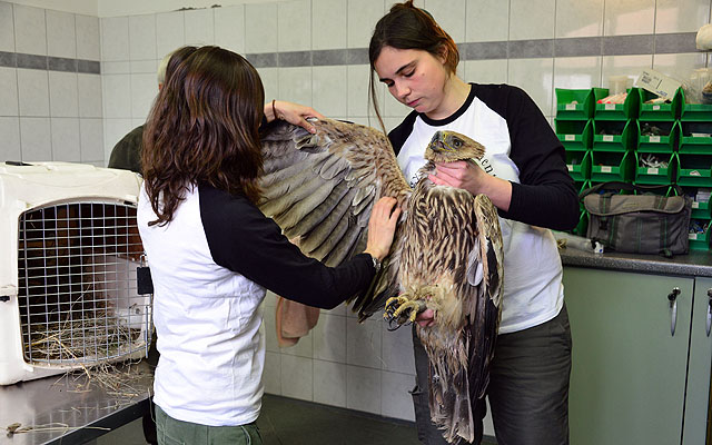 Gyógyulófélben a mérgezett parlagi sas