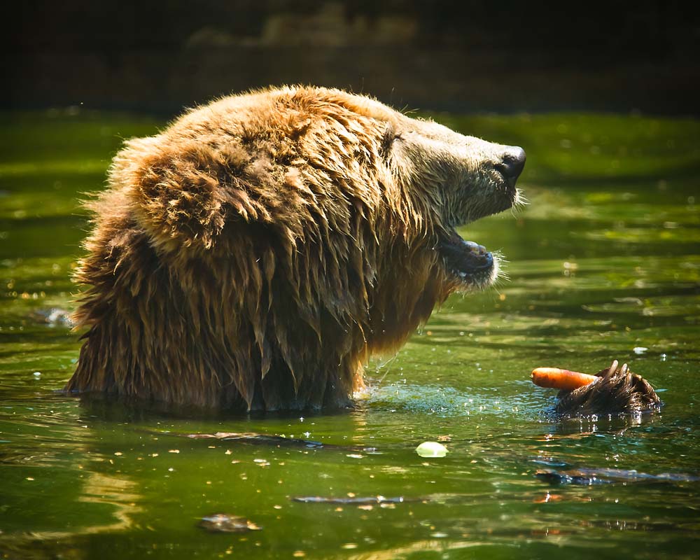 A játékos mackó nem bírt ellenállni a szórakozásnak!