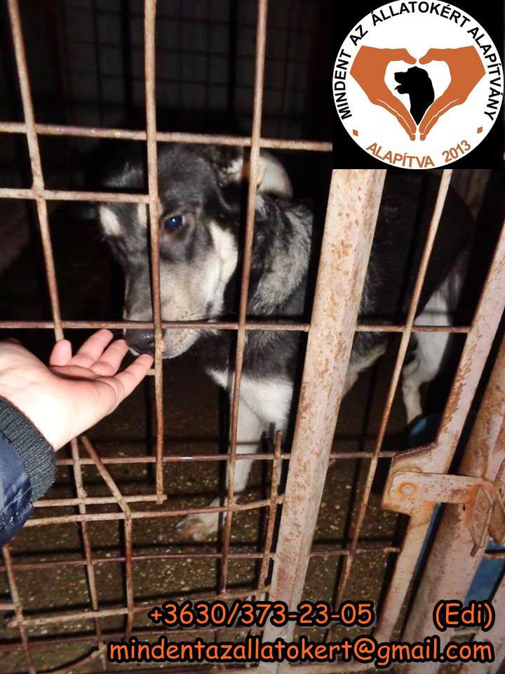 Django halálsoron! Lejárt a cellája. Segítsetek