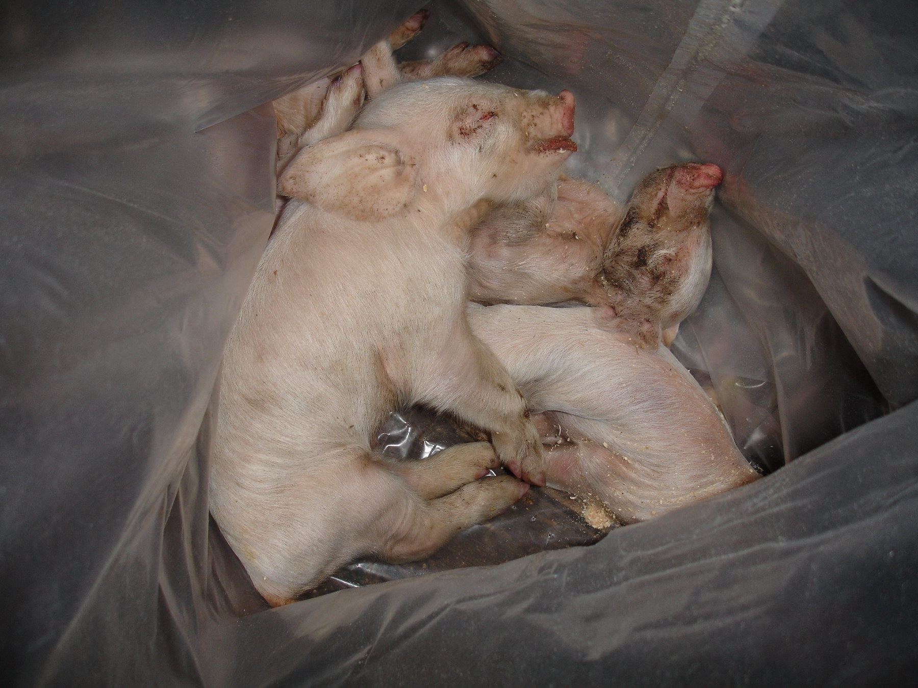 Halomra ölik a kismalacokat!