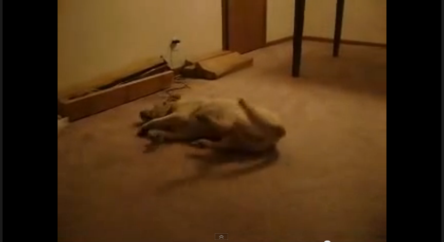 Szellem szállta meg az alvó ebet!