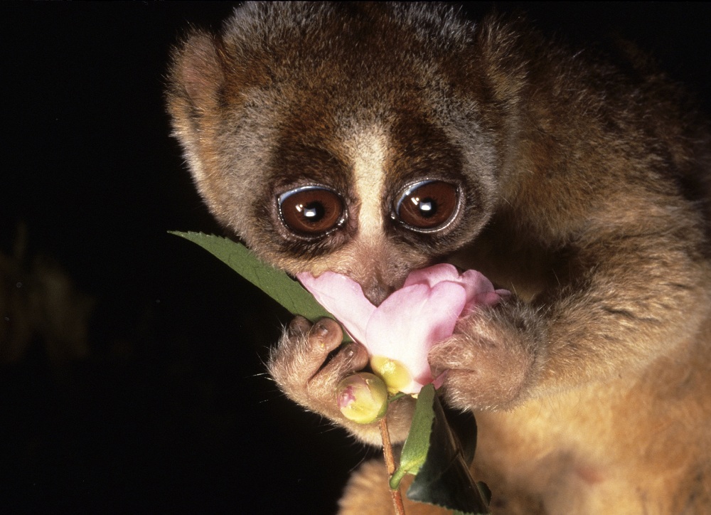 Olyan cuki, hogy belehalooook!