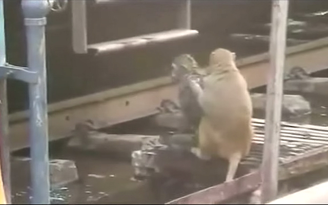 Egy majom újraélesztette haldokló társát