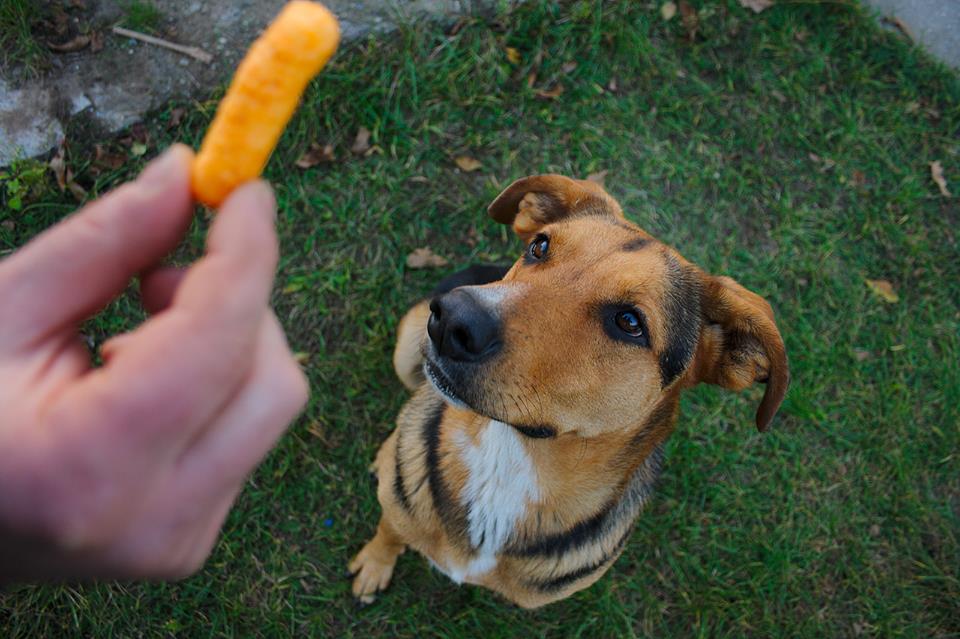 POLLY HAZATALÁL- egy kutya mesébe illő története