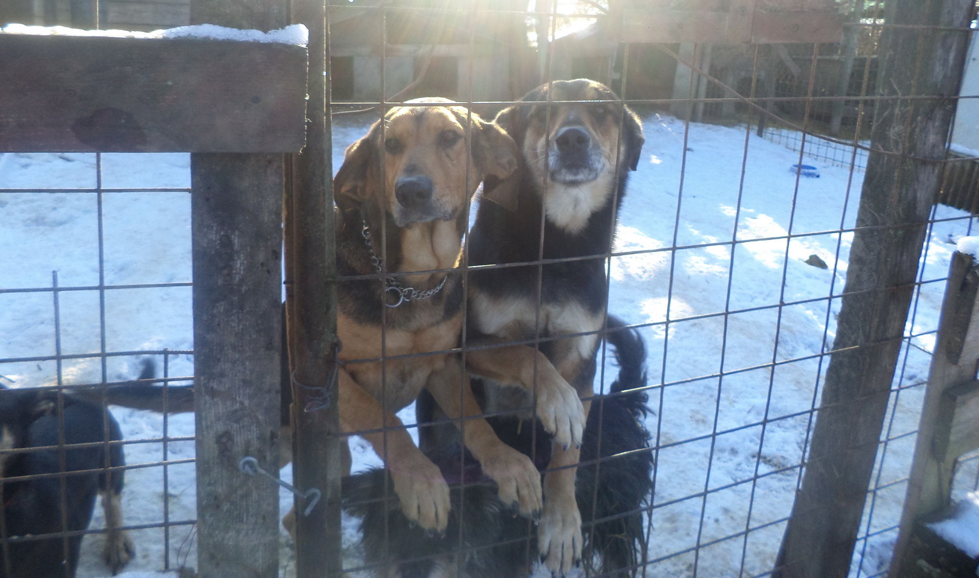 169 kiskutya- Gyömrő árvácskái gazdára várnak