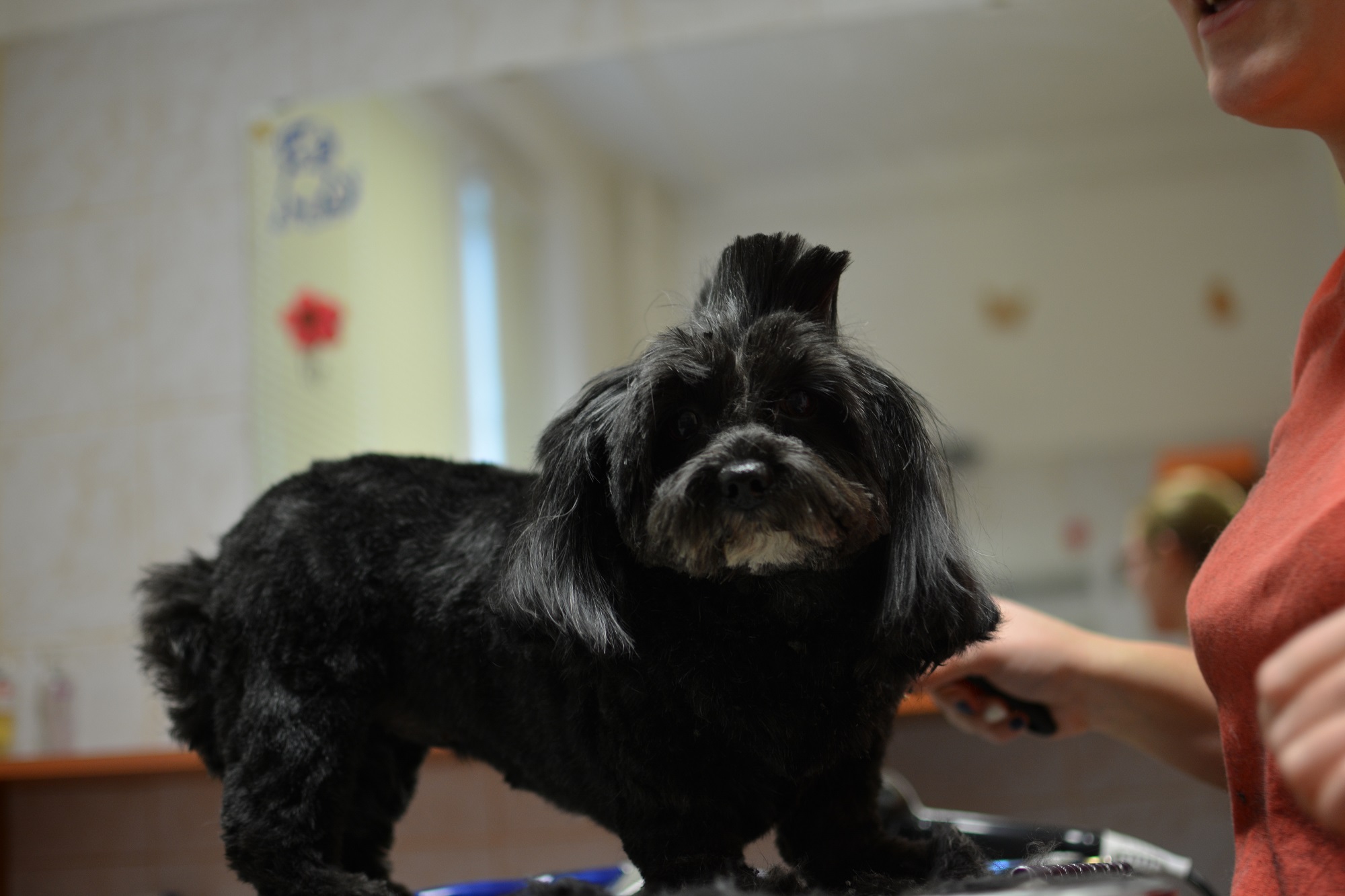 Mi történik a kutyakozmetikusnál? – interjú Petrikovics Dórával