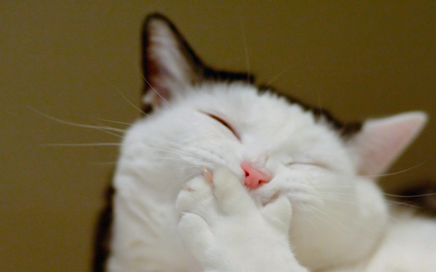 Top 3 CUKI állatos videó 2014-ben