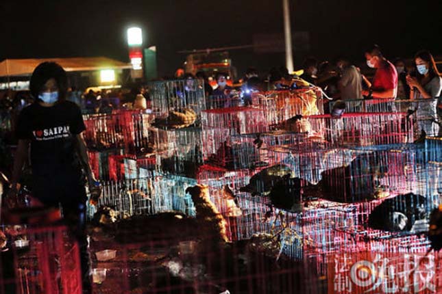 Kétezer kutya menekült meg a vágóhídról Kínában