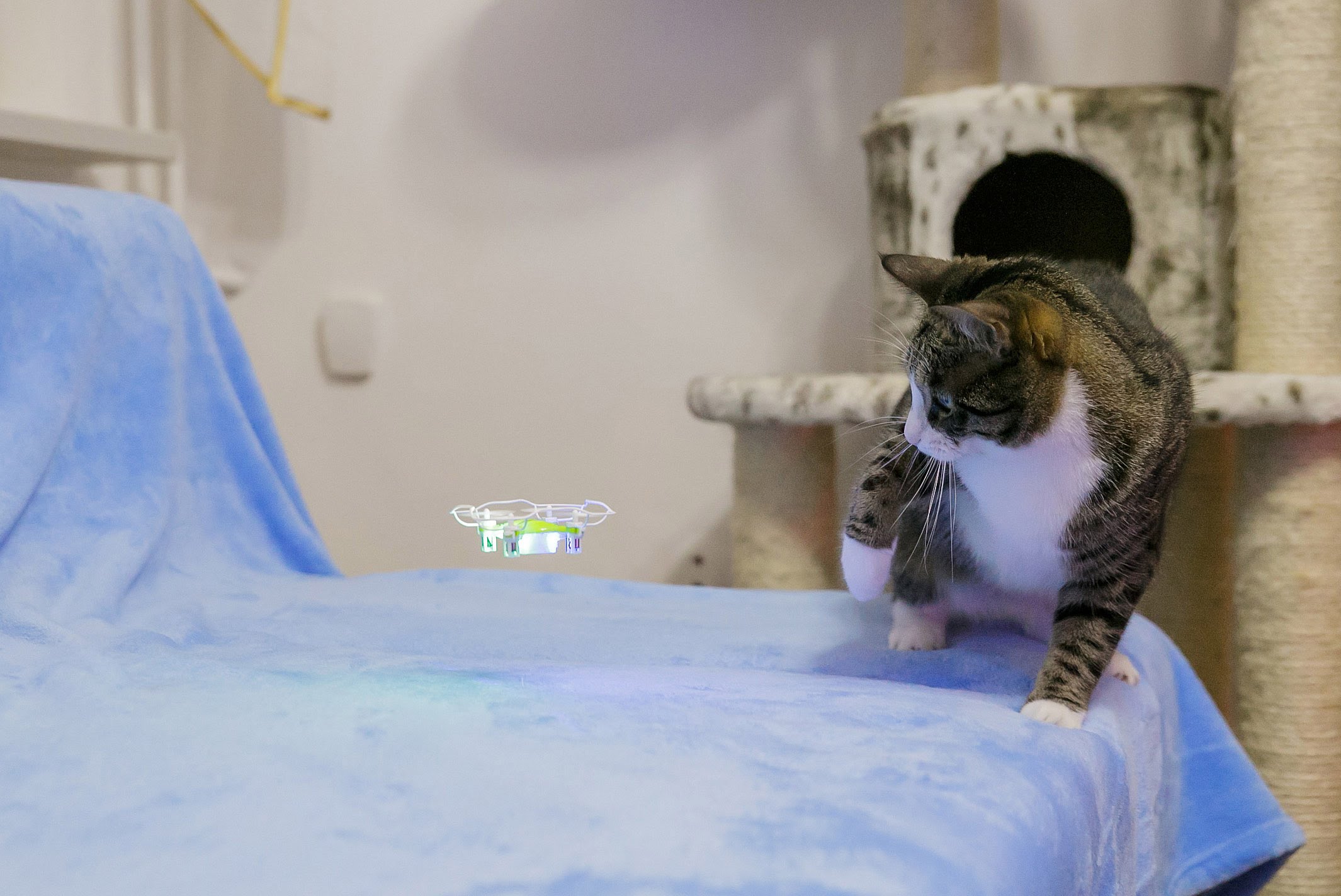 A cicák is bírják a quadcoptert