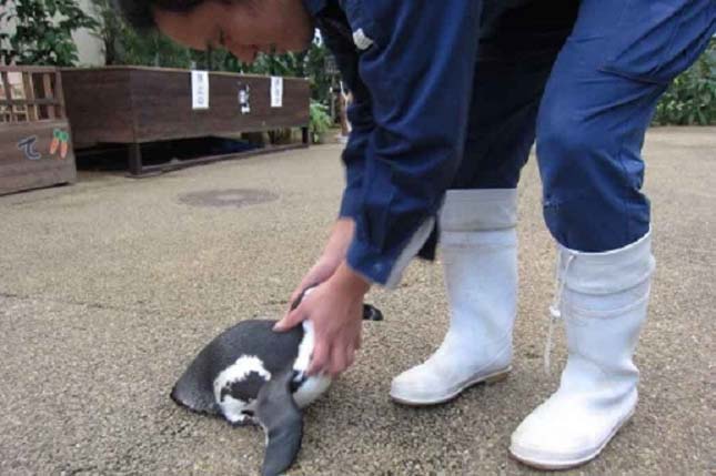 Gondozójába szerelmes a pingvin lány