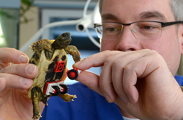 Cuki videó a TOLÓSZÉKES TEKNŐSRŐL