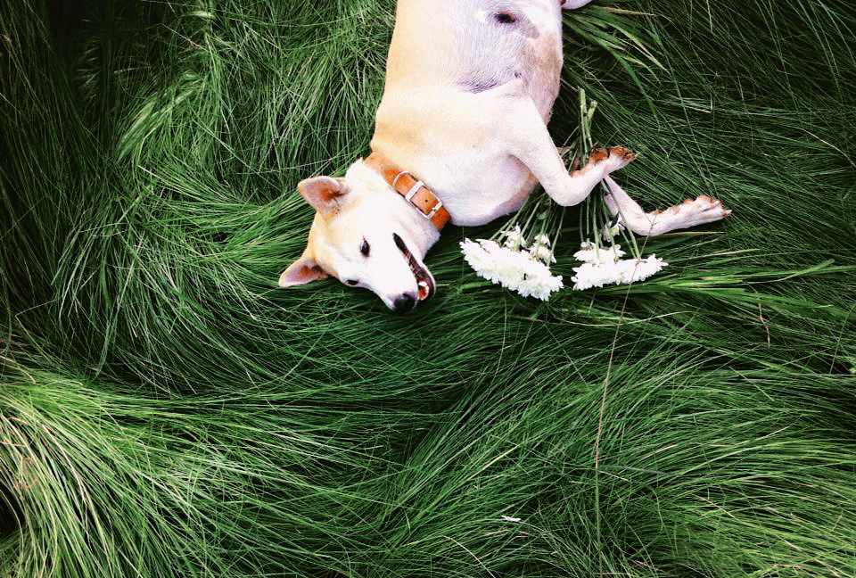 Gluta: boldogság kutyaszemmel