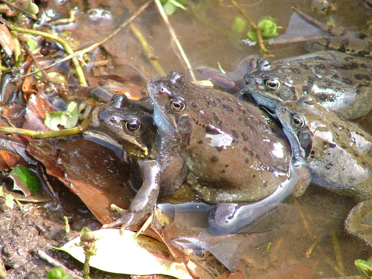 Az orgia a hosszú élet titka