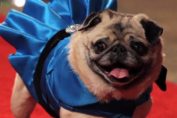 Nézd meg az Oscar-díjas filmeket kutyákkal! Eszméletlen!