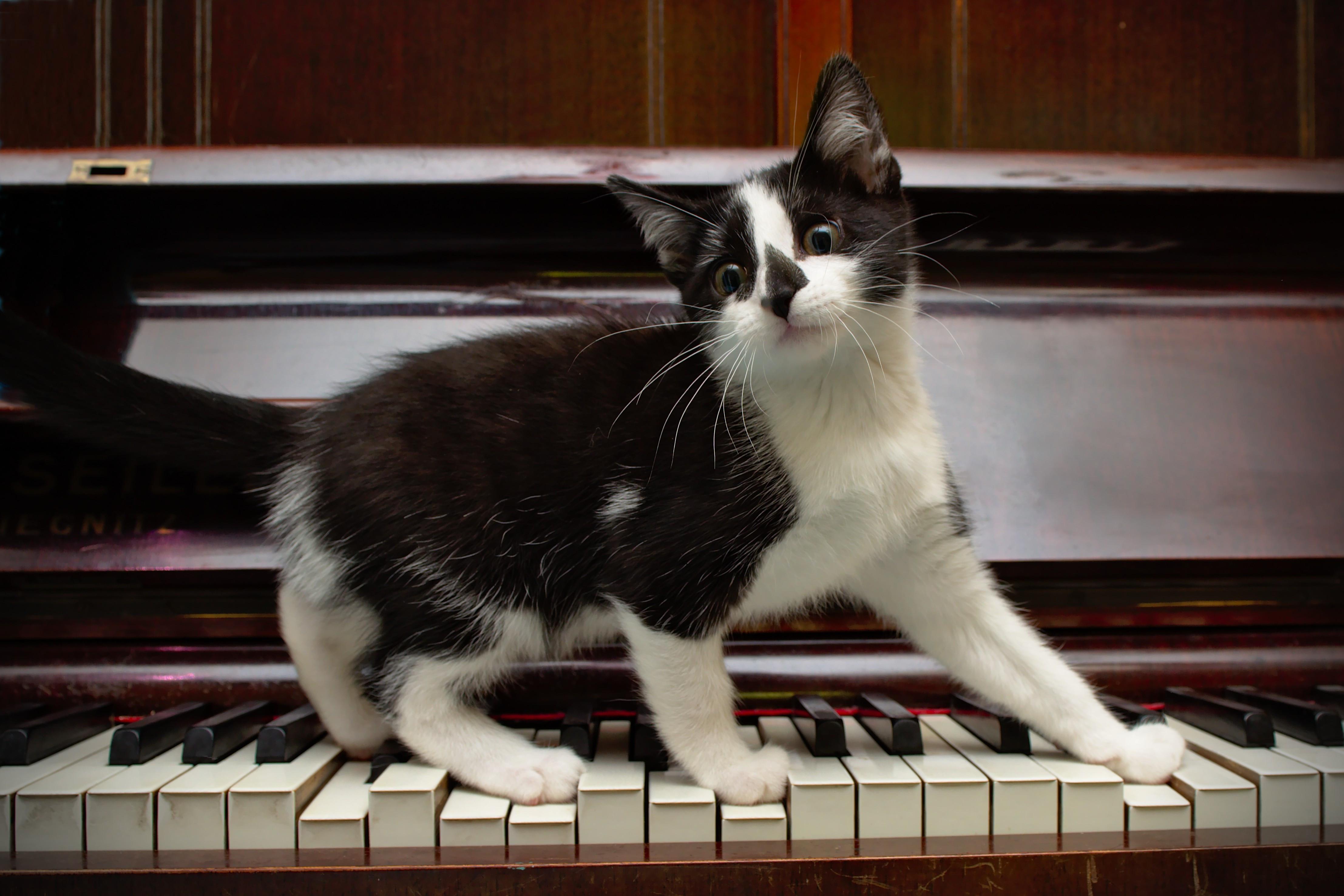 Кота музыкальные инструменты. Кот на пианино. Пианино «котёнок». Кот с музыкальным инструментом. Котик на пианино.