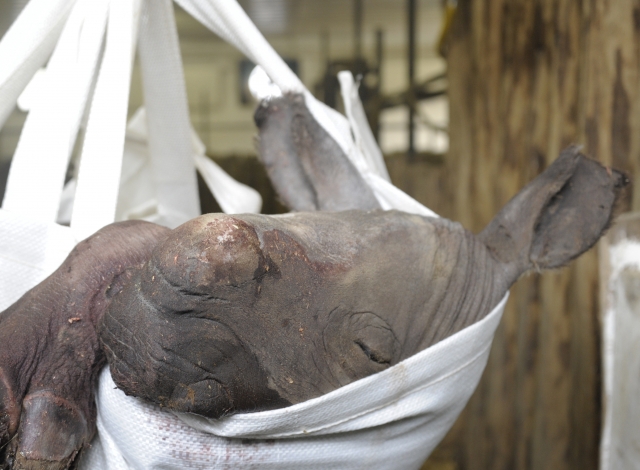 Kis orrszarvút gyászol a sóstói vadaspark