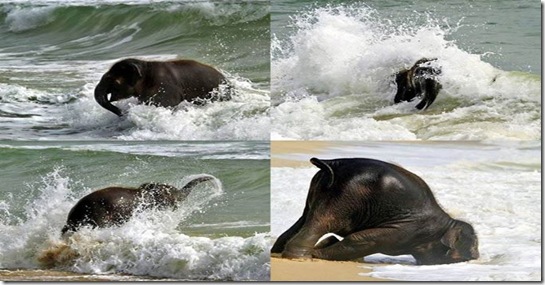 Napi Cuki! Sellőként veti magát a habokba az elefántborjú