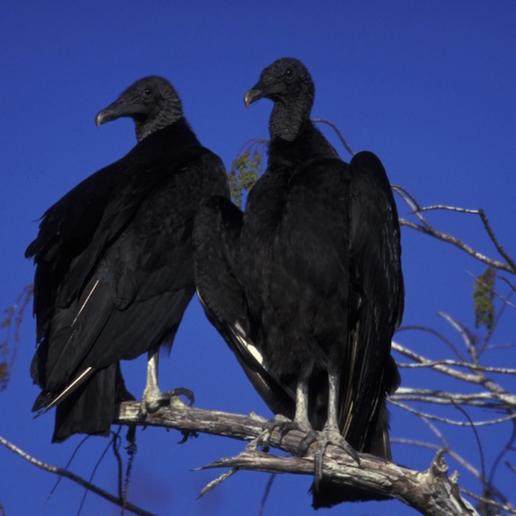 Катарта. Black Vulture. Vultures Light Blue. Vultures одежда.