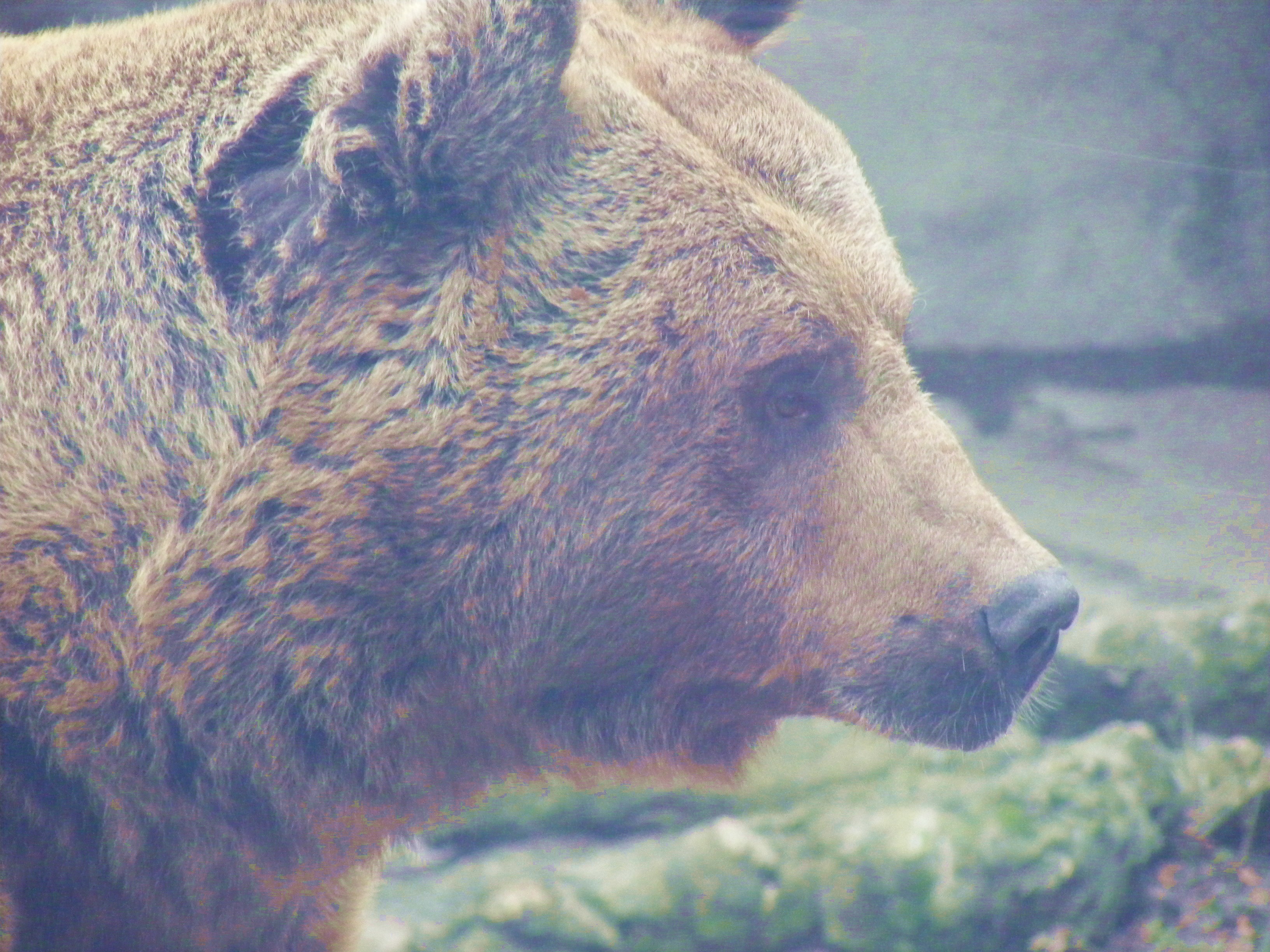 Több százan várták, mit jósol a medve- Ilyen volt a 7. Mackófesztivál